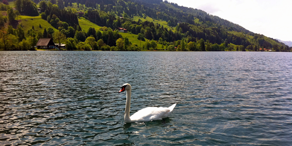 Swan on the alpsee swan